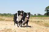 BORDER COLLIE 237